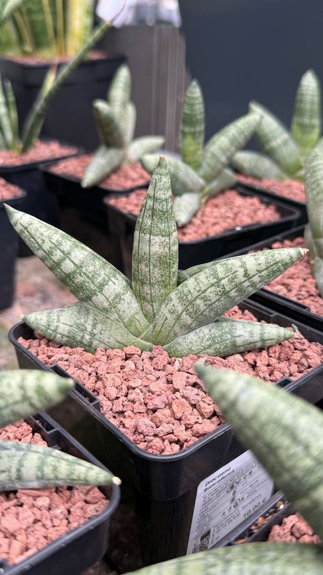 Dracaena "Boncellensis"