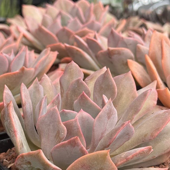 Echeveria ‘Lilac Mist’