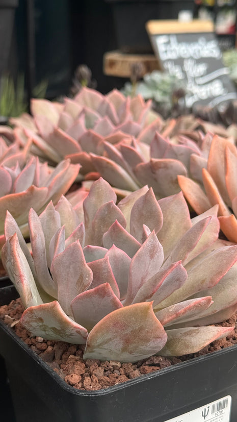 Echeveria ‘Lilac Mist’