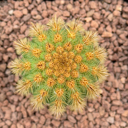 Haageocereus acranthus