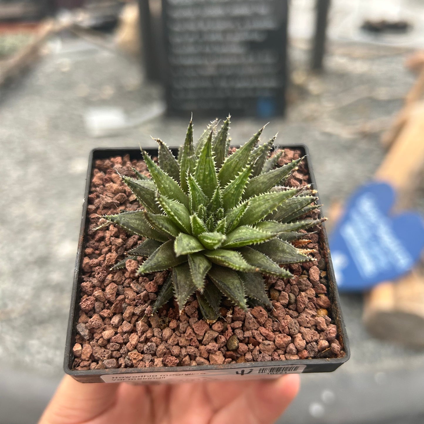 Haworthia herbacea var. flaccid