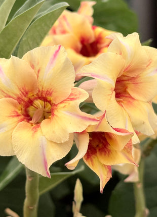 Adenium obesum multiflorum