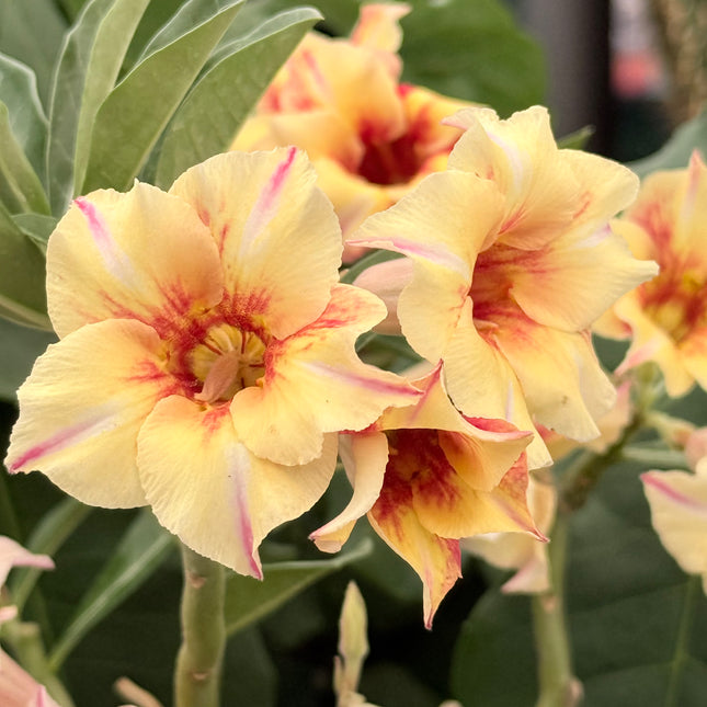 Adenium obesum multiflorum