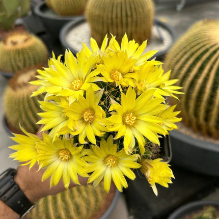 Mammillaria longimamma XL