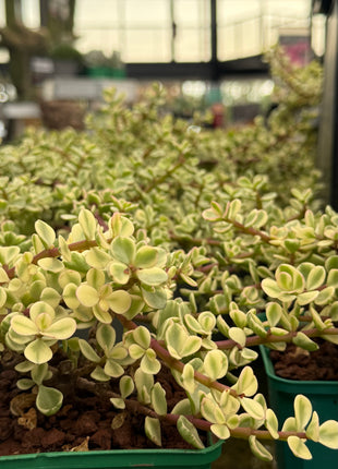 Portulacaria afra