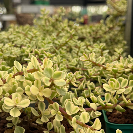 Portulacaria afra