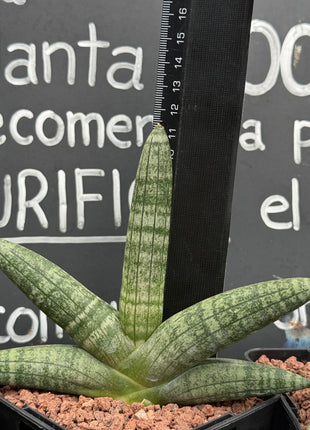 Dracaena (Sansevieria) "Boncellensis" 'S' and 'M' and 'L'