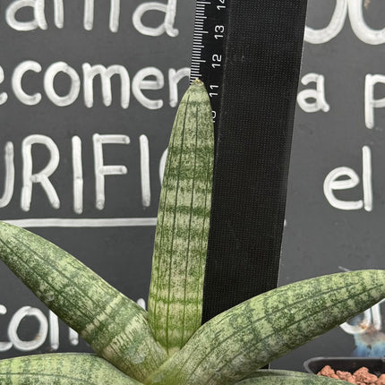 Dracaena "Boncellensis"