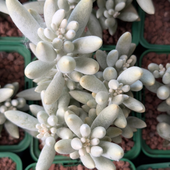 Senecio haworthii cv. Mont blanc