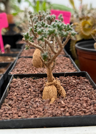 Trichodiadema Bulbosum