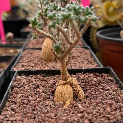 Trichodiadema bulbosum