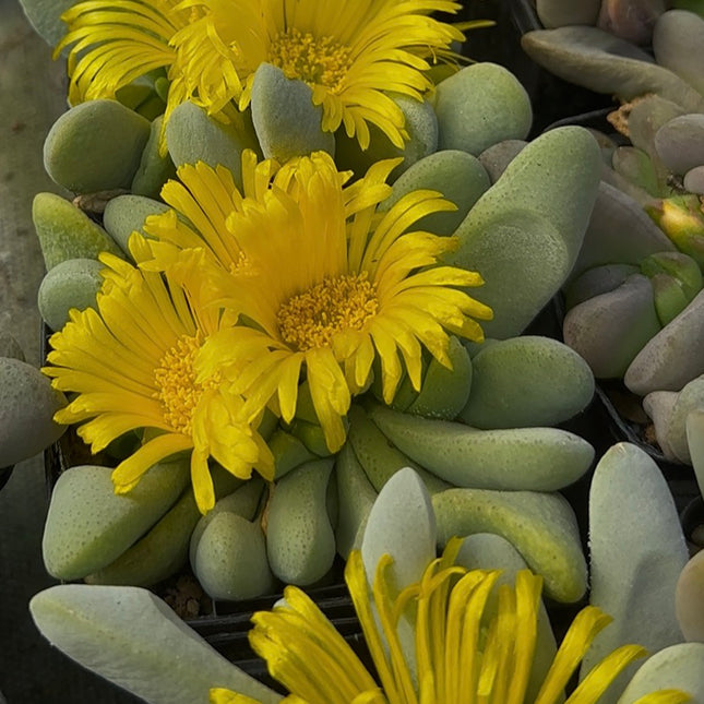 Glottiphyllum oligocarpum