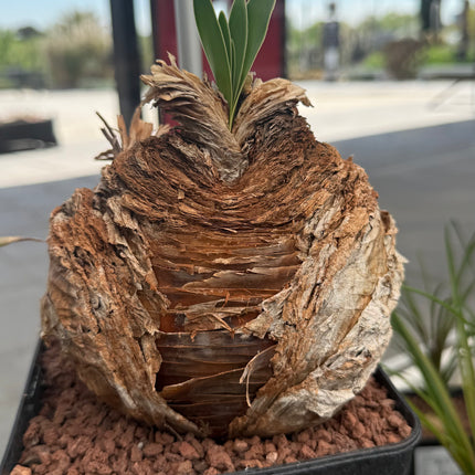 Boophane haemanthoides