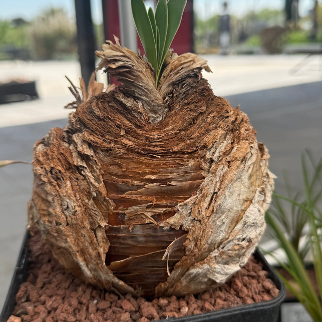 Boophane haemanthoides