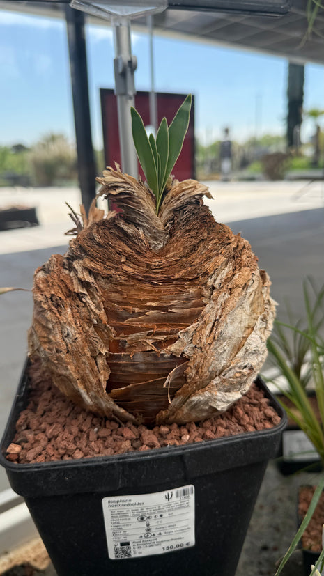 Boophane haemanthoides