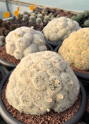 Mammillaria plumosa