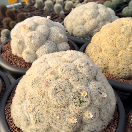 Mammillaria plumosa