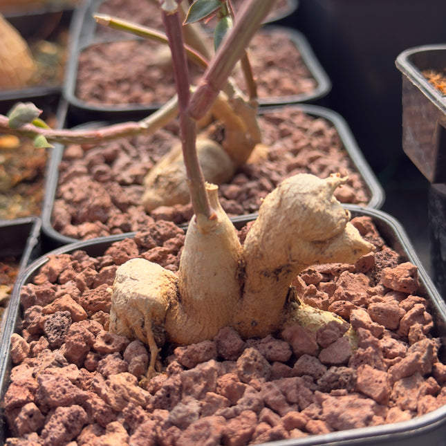 Euphorbia neurobella