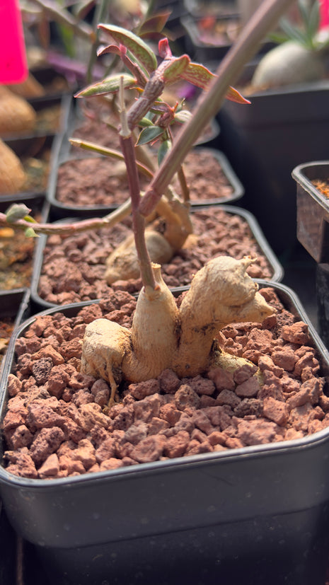 Euphorbia neurobella
