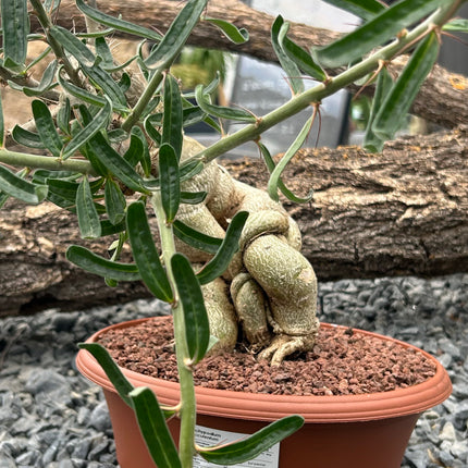 Pachypodium succulentum