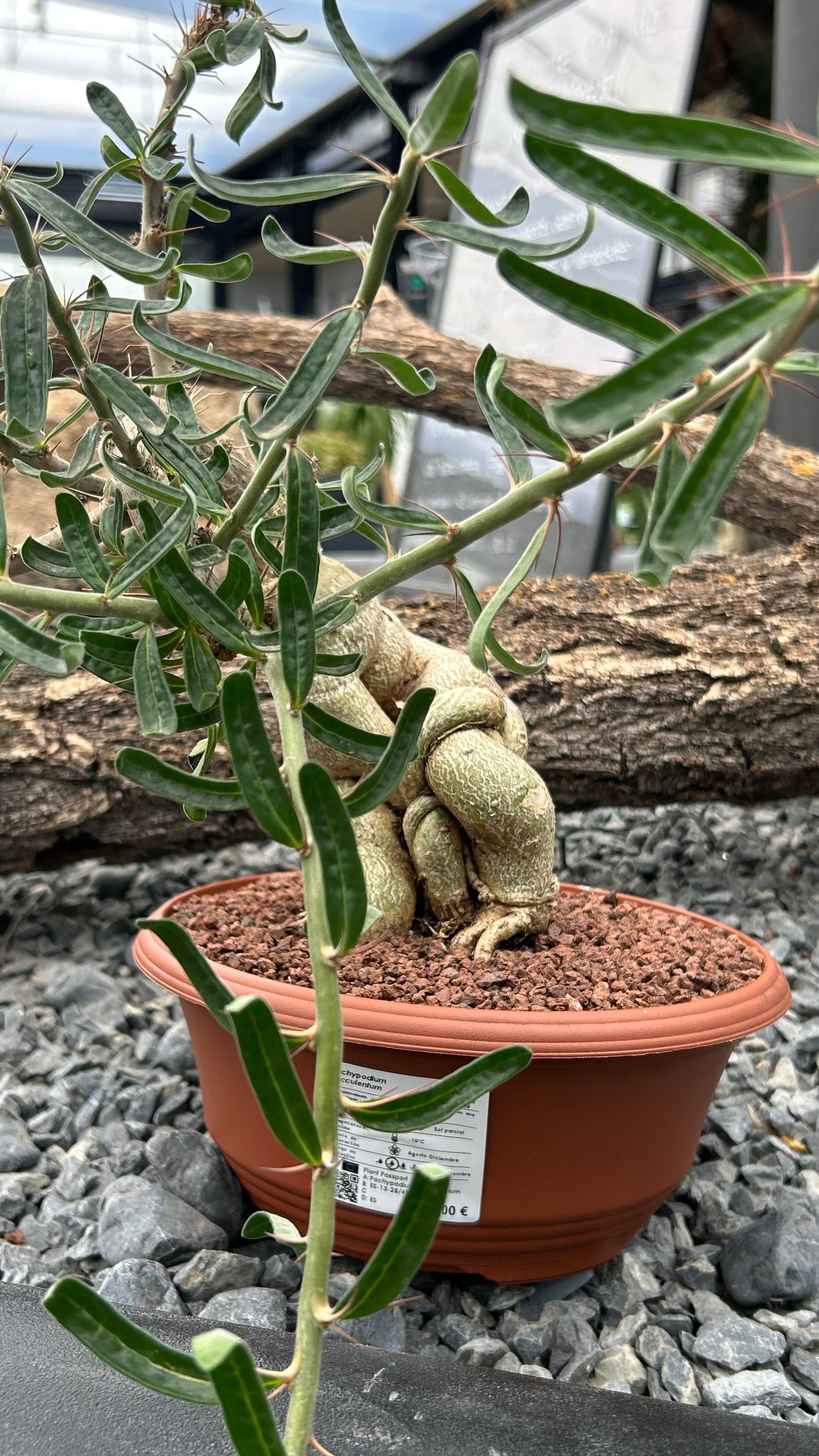 Pachypodium succulentum