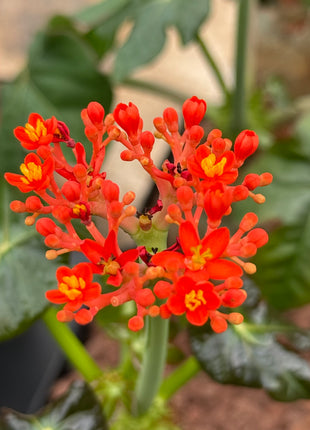 Jatropha podagrica “Pancita de Buda”