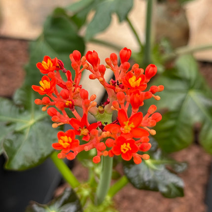 Jatropha podagrica “Pancita de Buda”