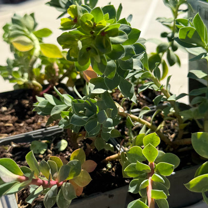 Euphorbia myrsinites