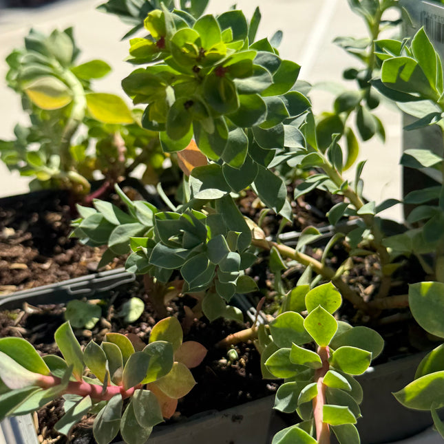 Euphorbia myrsinites