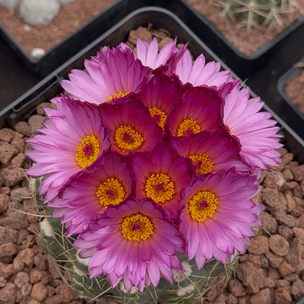 Notocactus uebelmaniannus f. purpuflorus