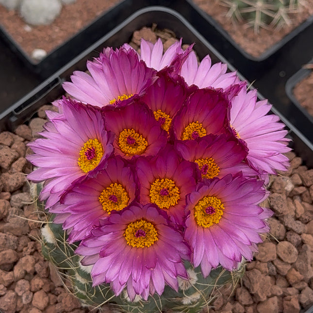 Notocactus uebelmaniannus f. purpuflorus
