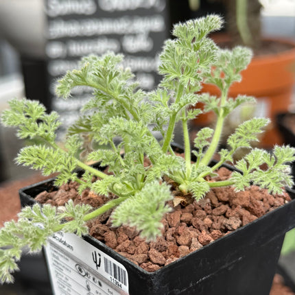 Pelargonium appendiculatum