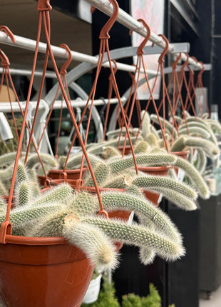 Cleistocactus colademononis “Cola de mono”