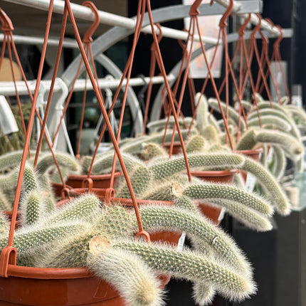 Hildewintera colademononis (Monkey's tail)