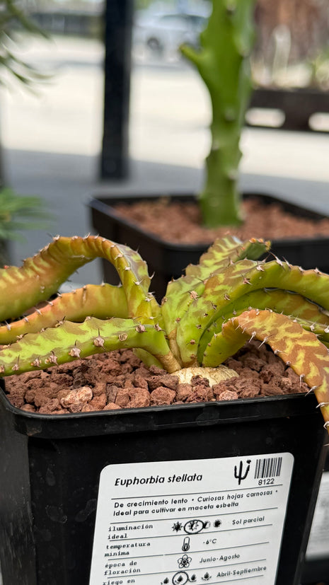 Euphorbia stellata