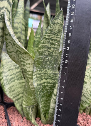 Dracaena trifasciata ‘Black Coral’