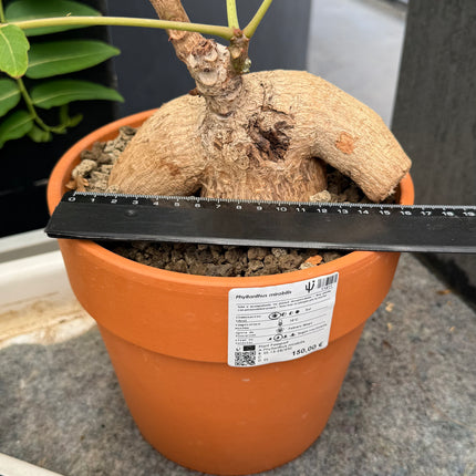 Phylianthus mirabilis