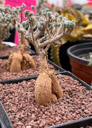 Trichodiadema Bulbosum