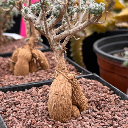 Trichodiadema bulbosum