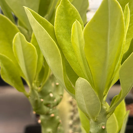 Euphorbia neriifolia
