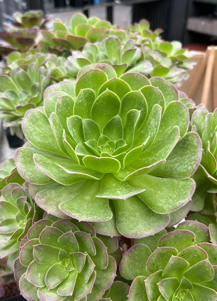 Aeonium Pomegranate