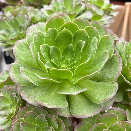Aeonium Pomegranate