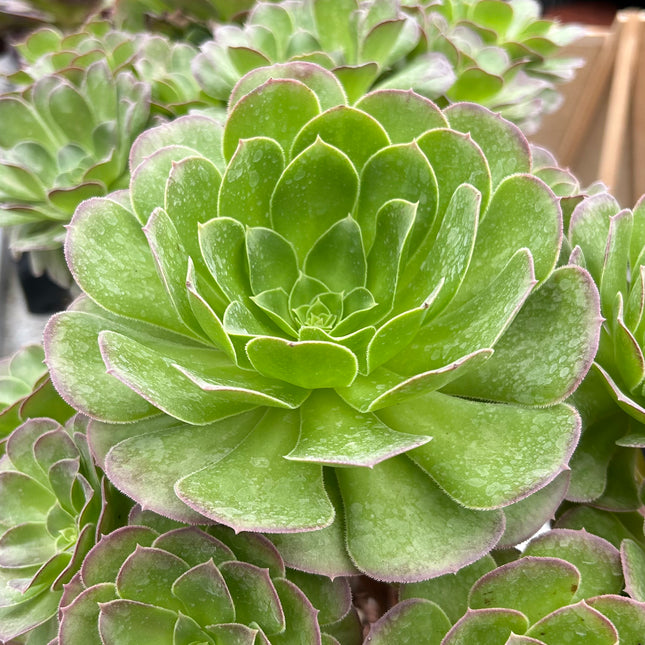 Aeonium Pomegranate