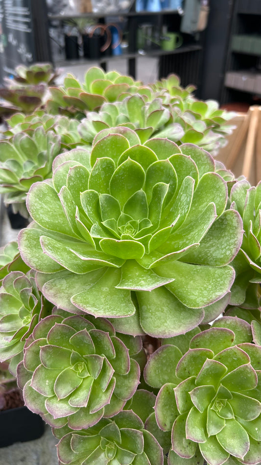 Aeonium-Granatapfel