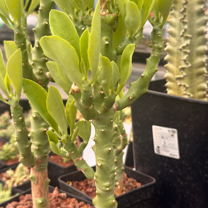 Euphorbia neriifolia
