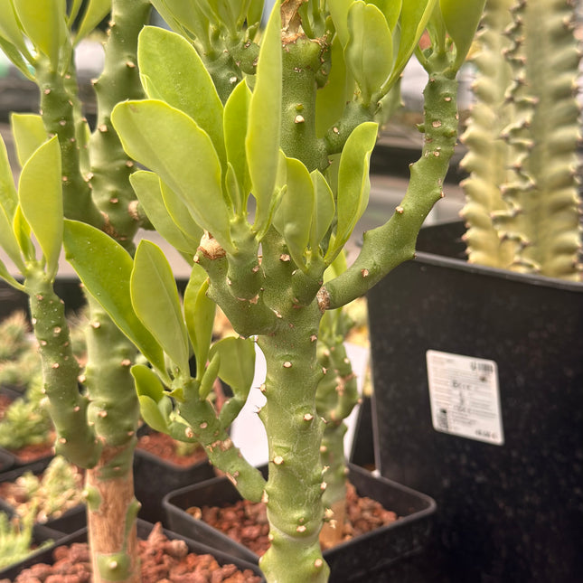 Euphorbia neriifolia