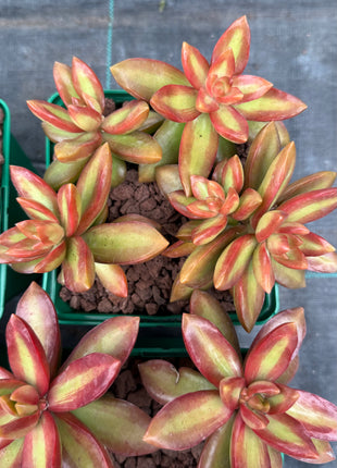 Sedum adolphii ‘Firestorm!
