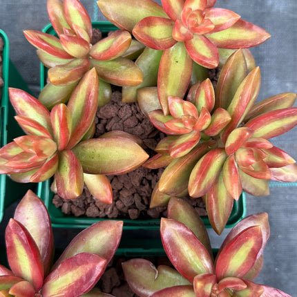 Sedum adolphii 'Firestorm!