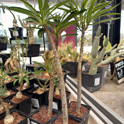 Pachypodium rutenbergianum