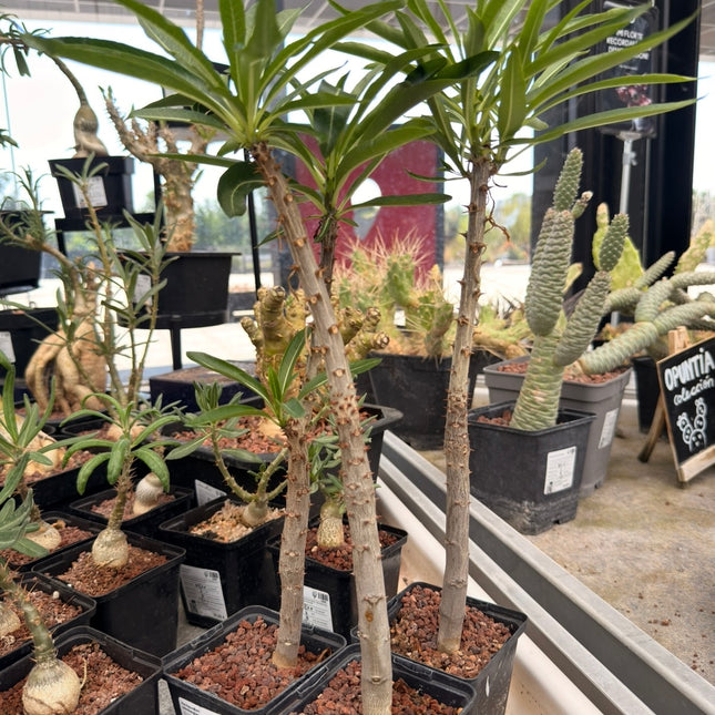 Pachypodium rutenbergianum